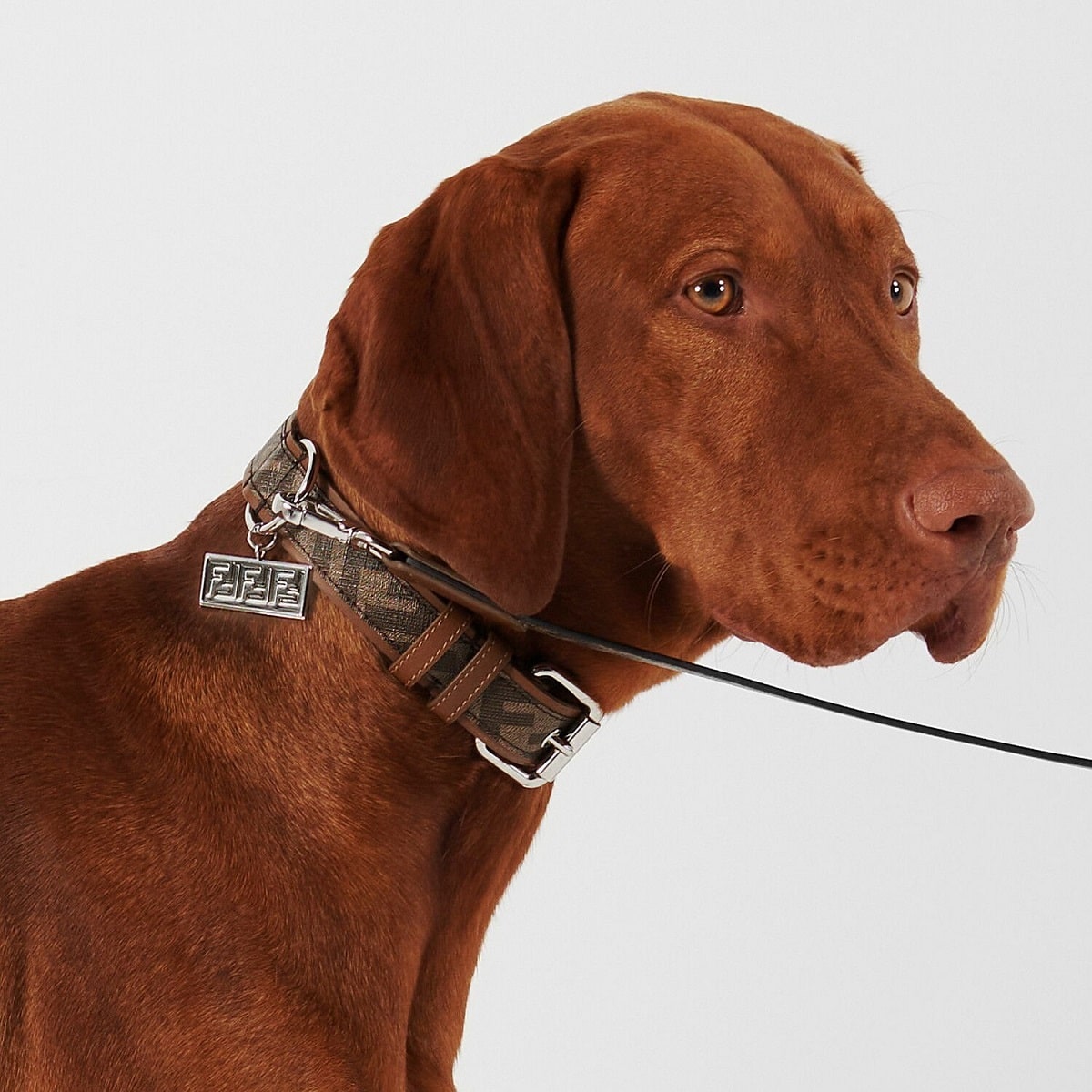 fendi_accessori_animali_collare